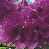 ブーゲンビリアの写真